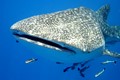 WozzAlly
