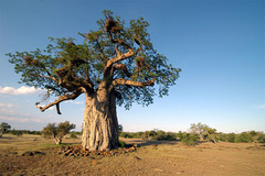 Kruger NP