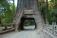 Redwood