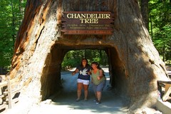 Redwood