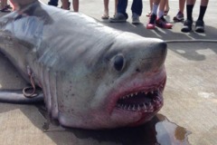 Porbeagle sharks 